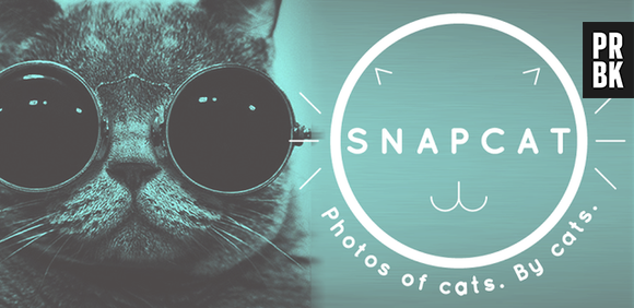 Snapcat: o app para o seu gatinho fazer selfies