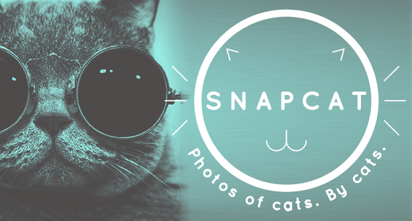 Snapcat, Meow Snap e outros aplicativos para seu gato tirar as próprias selfies!