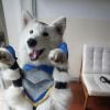 "League Of Legends": Cosplay Volibear (o mais fofo do mundo!)