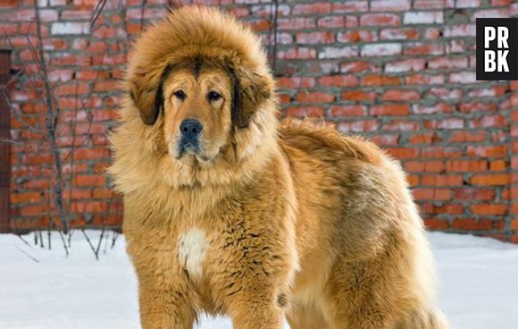 O cachorro que quase se passou por Leão no zoológico da China