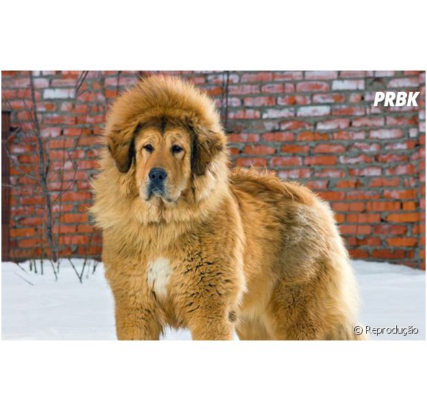 O cachorro que quase se passou por Leão no zoológico da China
