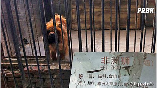 Zoológico chinês tenta enganar visitantes trocando Leão por Cachorro da raça Mastim Tibetano