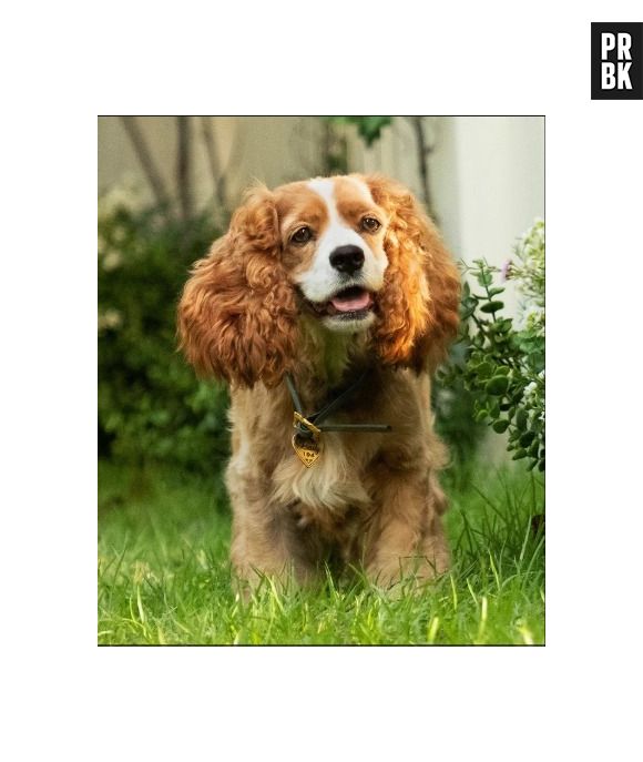 Em "A Dama e o Vagabundo": Tessa Thompson dará voz a Dama