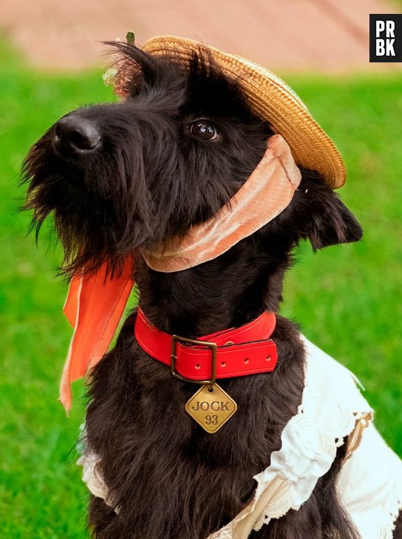 Como não morrer de amores com essas fotos do live-action de "A Dama e o Vagabundo"?