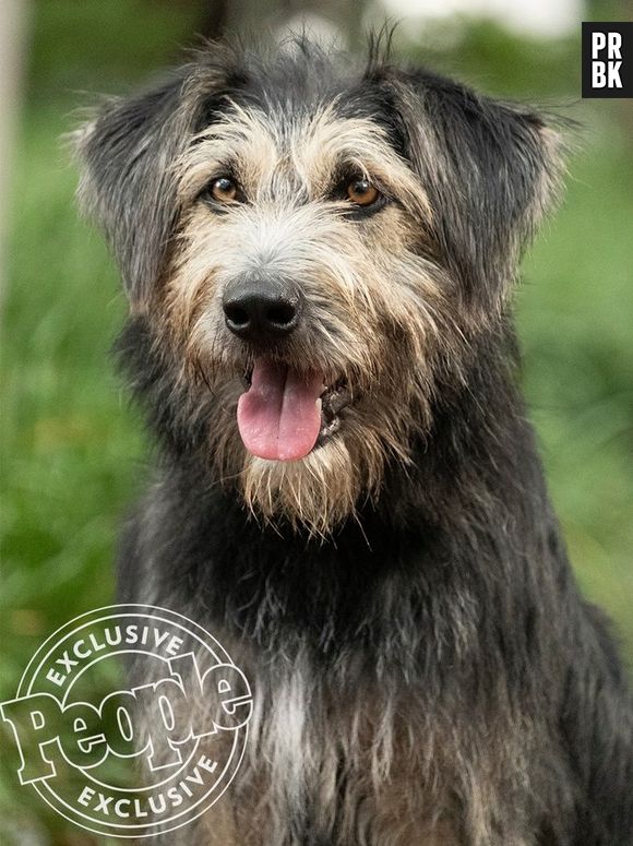 Em "A Dama e o Vagabundo": Justin Theroux dará voz ao Vagabundo