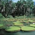 A Amazônia é a maior floresta tropical do mundo