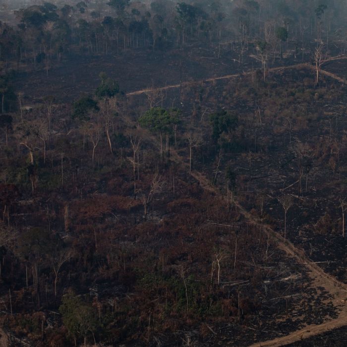 Queimadas na Amazônia já destruíram o equivalente a  20 milhões de campos de futebol, só no Pará   