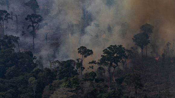 O Dia da Amazônia é nesta quinta (5), mas não temos lá muitos motivos para comemorar