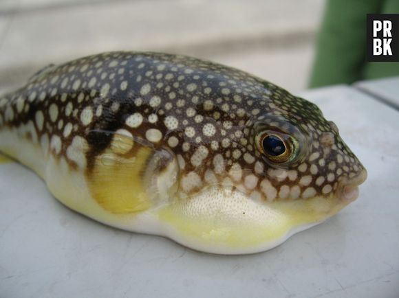 O peixe Fugu é altamente venenoso e se mal preparado pode matar! Mesmo assim é uma iguaria no Japão