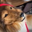 Japonês que gastou 70 mil reais para "virar um cachorro" faz seu primeiro passeio em vídeo bizarro