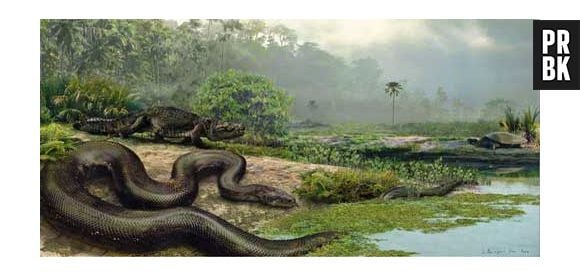 Parece que a "Titanoboa cerrejonensis" foi umas das maiores serpentes que já existiu. Com cerca de 13 mestros, vivia na América do Sul há 60 milhões de anos