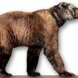  Os "Arctodus" s&atilde;o parentes dos ursos, s&oacute; que maiores! Eles podiam chegar at&eacute; 3,5 metros. J&aacute; pensou topar com um deles? 