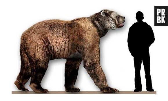 Os "Arctodus" são parentes dos ursos, só que maiores! Eles podiam chegar até 3,5 metros. Já pensou topar com um deles?