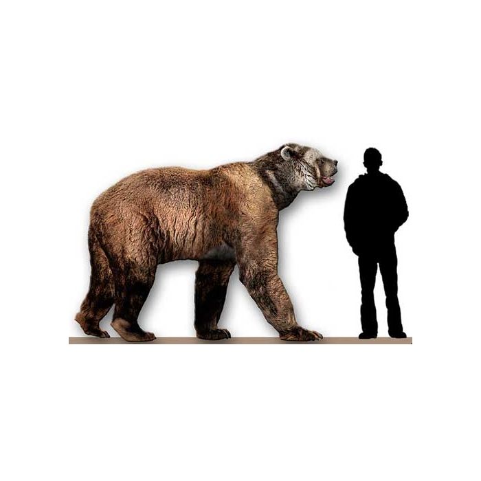  Os &quot;Arctodus&quot; s&amp;atilde;o parentes dos ursos, s&amp;oacute; que maiores! Eles podiam chegar at&amp;eacute; 3,5 metros. J&amp;aacute; pensou topar com um deles? 
