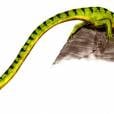  O r&eacute;ptil "Tanystropheus" possuia seis metros de comprimento, mas s&oacute; de pesco&ccedil;o eram tr&ecirc;s. Bizarro! 