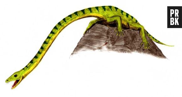 O réptil "Tanystropheus" possuia seis metros de comprimento, mas só de pescoço eram três. Bizarro!