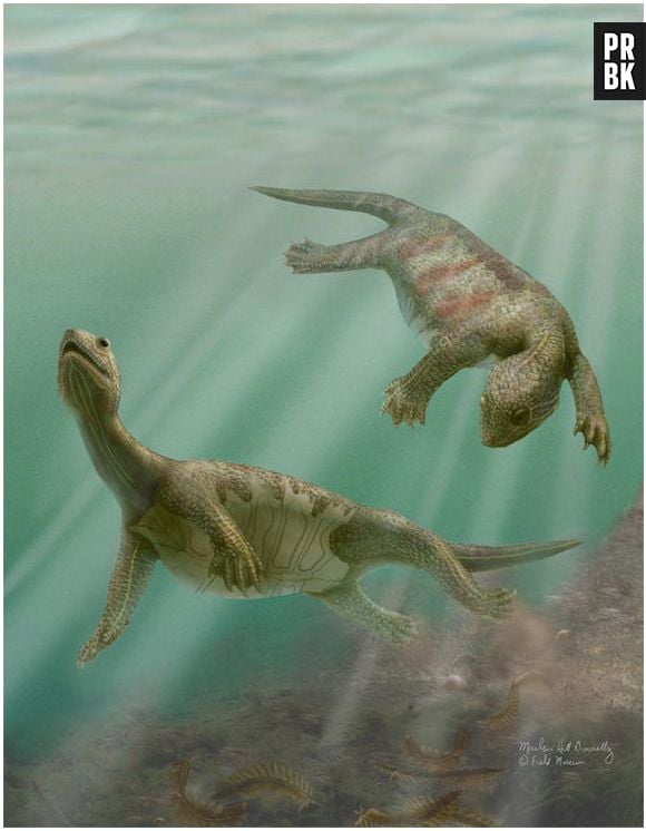 A "Tartaruga aquática" viveu na China há 220 milhões de anos e ainda não tinha um casco formado.