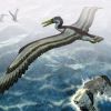 De acordo com pesquisas, o "Pelagornithidae" tinha o tamanho de um avião