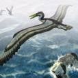  De acordo com pesquisas, o "Pelagornithidae" tinha o tamanho de um avi&atilde;o 