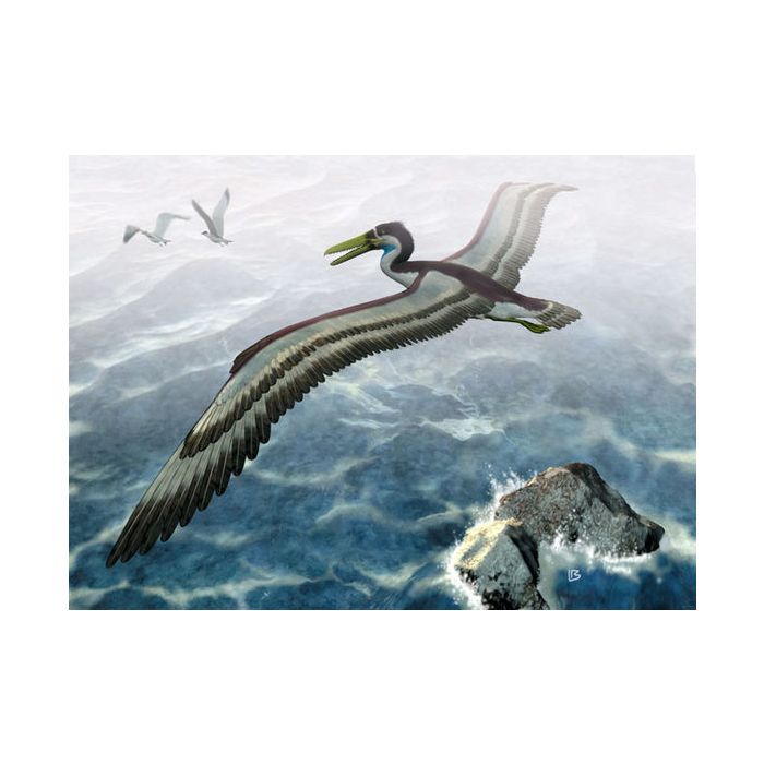  De acordo com pesquisas, o &quot;Pelagornithidae&quot; tinha o tamanho de um avi&amp;atilde;o 