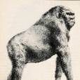  Macaco gigante, com tr&ecirc;s metros e 500 quilos, j&aacute; viveu entre os humanos! 