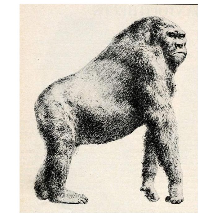  Macaco gigante, com tr&amp;ecirc;s metros e 500 quilos, j&amp;aacute; viveu entre os humanos! 