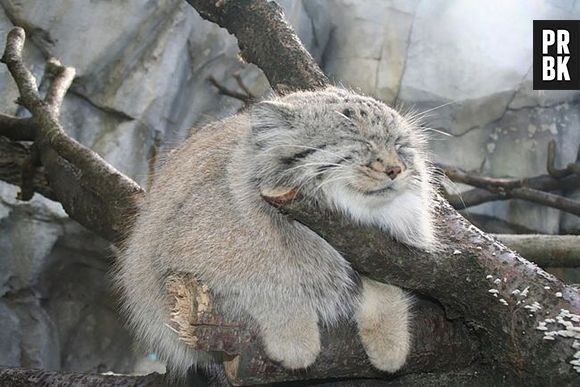 O Gato-de-pallas é um pequeno selvagem que vive na Ásia