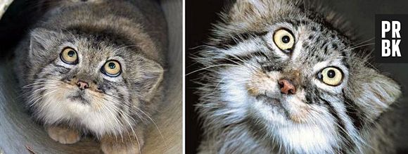 E aí, curtiu conhecer o Gato-de-pallas?