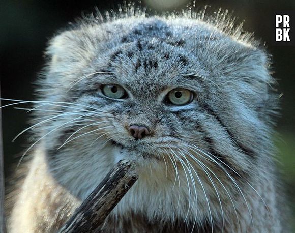 O Gato-de-pallas está ameaçado de extinção