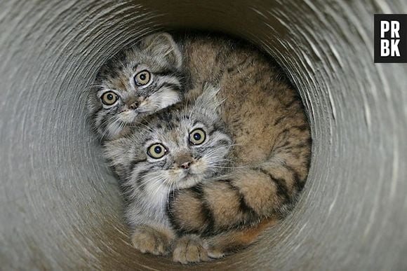 O Gato-de-pallas possui pêlos na cor cinza e manchinhas pretas na pele