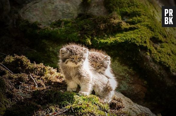 O Gato-de-pallas adora ambientes escuros e tem hábitos noturnos