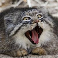 Gato-de-pallas: 20 fotos do felino que tem as melhores expressões do mundo!