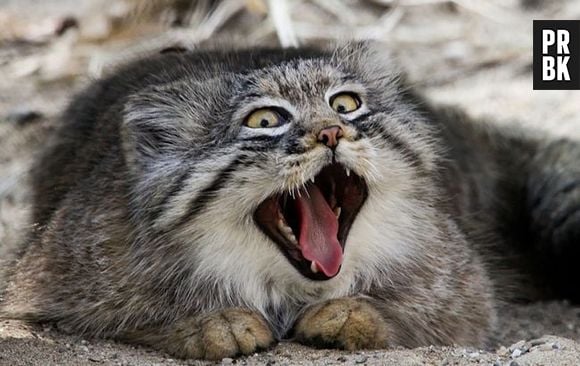 O Gato-de-pallas consegue fazer as melhores caretas entre a sua espécie