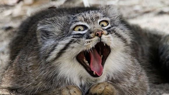 Gato-de-pallas: 20 fotos do felino que tem as melhores expressões do mundo!