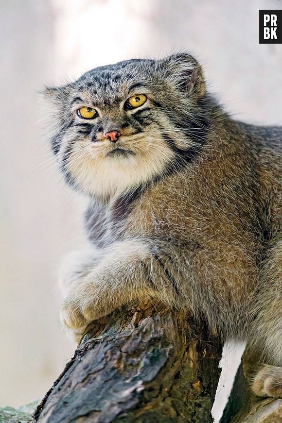 O Gato-de-pallas se alimenta de pequenos roedores e pássaros