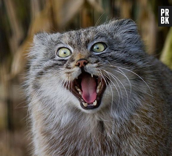 O Gato-de-pallas vive apenas 11 anos