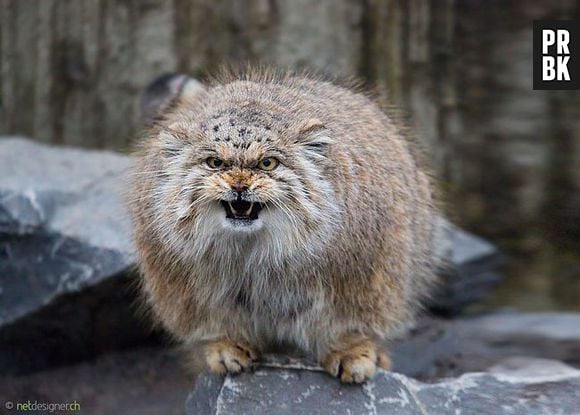 O Gato-de-pallas tem uma aparência bastante curiosa