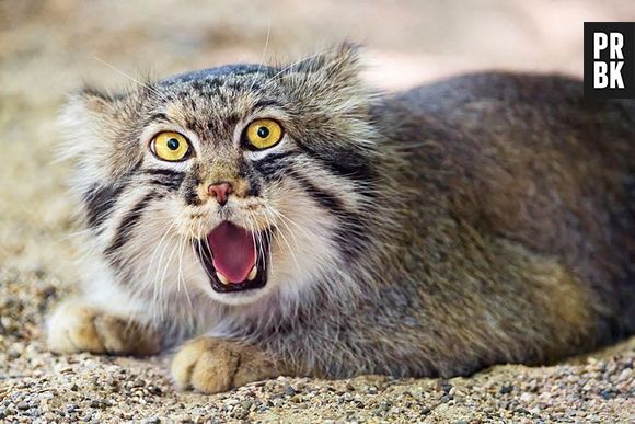 Gato-de-pallas leva sua vida de forma solitária