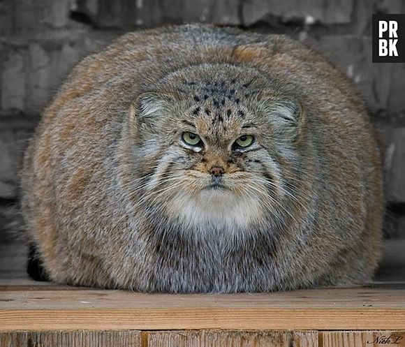 Olha que engraçado o Gato-de-pallas gordinho