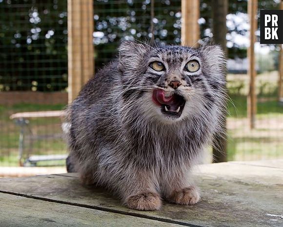 O site Bored Panda registrou a vida do Gato-de-pallas