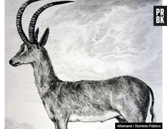 O antílope azul foi extinto por volta de 1800, a colonização e a caça acabaram com a espécie