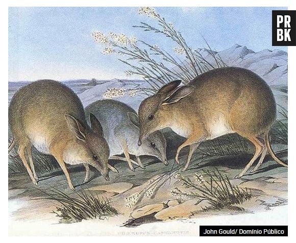 O bandicoot-pés-porco deixou de existir na década de 50. Ninguém sabe ao certo o motivo. Mas parece que ele sempre foi um animal raro