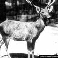  Devido &agrave; ca&ccedil;a, o cervo de schomburgk foi extindo em 1938 