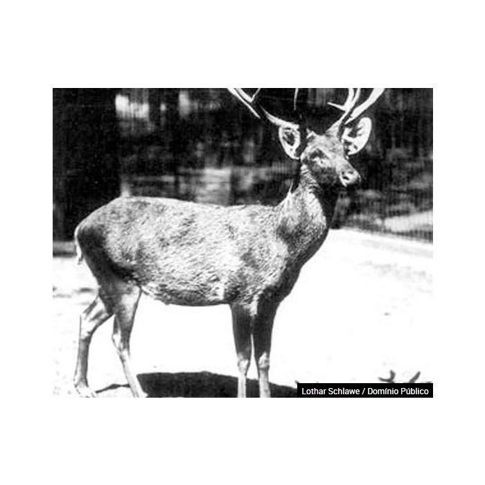  Devido &amp;agrave; ca&amp;ccedil;a, o cervo de schomburgk foi extindo em 1938 