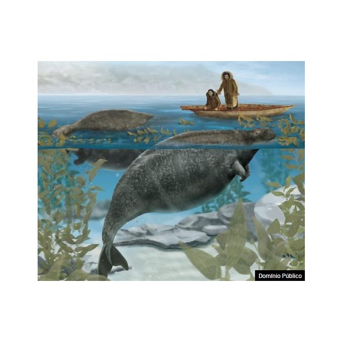  O dugongo &amp;eacute; parente do peixe-boi e foi extinto por conta da ca&amp;ccedil;a. Sua carne era muito apreciada 