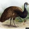 O emu-negro vivia na austrália e foi extinto com a chegada dos colonizadores