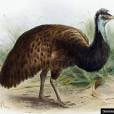  O emu-negro vivia na austr&aacute;lia e foi extinto com a chegada dos colonizadores 
