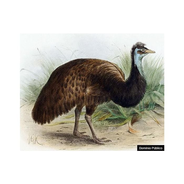  O emu-negro vivia na austr&amp;aacute;lia e foi extinto com a chegada dos colonizadores 