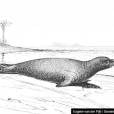  A pele da foca-monge-do-caribe era muito apreciada pelos pescadores. N&atilde;o deu em outra, foi extinto 