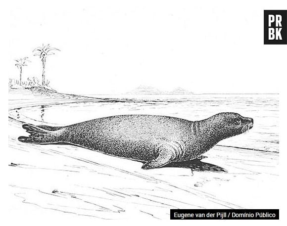 A pele da foca-monge-do-caribe era muito apreciada pelos pescadores. Não deu em outra, foi extinto